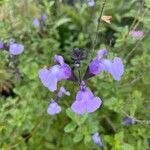 Salvia greggiiBlomma