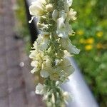 Verbascum lychnitisVirág