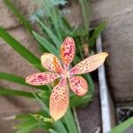 Iris domestica Kukka