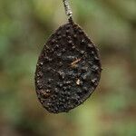 Tessmannia lescrauwaetii Frucht