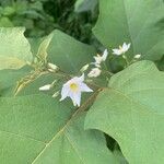 Solanum torvumÕis