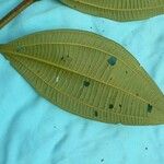 Miconia tschudyoides Leaf