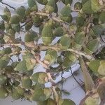 Adonidia merrillii फल