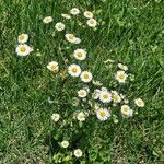 Erigeron strigosusKwiat