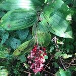 Maianthemum racemosum Frucht
