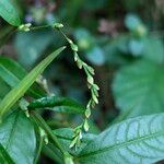 Persicaria hydropiper Žiedas