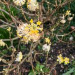 Edgeworthia chrysantha Kukka