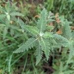 Chamaebatiaria millefolium Leaf