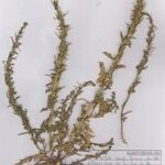 Sisymbrium polyceratium 整株植物