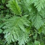 Tanacetum macrophyllum Leaf