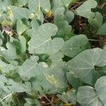 Cynanchum acutum Leaf