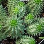 Euphorbia susannae Feuille