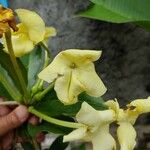 Brunfelsia americana Blüte