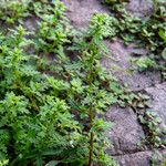 Dysphania pumilio Hoja