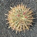 Ferocactus latispinus Лист