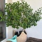 Ficus retusa Fuelha