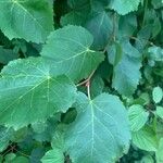 Tilia mongolica 葉