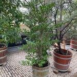 Eurya japonica 整株植物