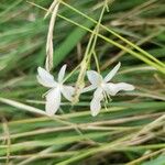 Anthericum ramosumKwiat