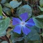 Vinca majorFlower