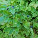 Vaccinium membranaceum Frutto