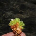 Saxifraga magellanica Flor