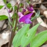 Lathyrus vernus Fula