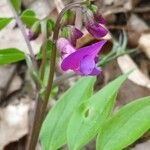 Lathyrus vernus 花