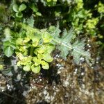 Chrysosplenium oppositifolium Blad