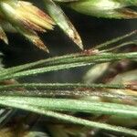 Agrostis × dimorpholemma Blad