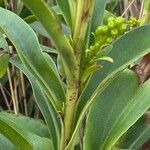 Solidago sempervirens Cortiza