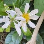 Montanoa bipinnatifida Kwiat
