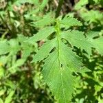 Erechtites valerianifolius 葉