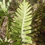 Polypodium cambricum Folha