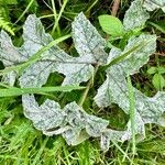 Heracleum sphondyliumبرگ