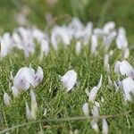 Astragalus angustifolius Flor