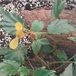 Begonia prismatocarpa Inny