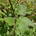 Clinopodium menthifolium Blad