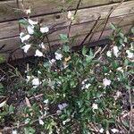 Camellia rosthorniana Flower