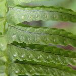 Nephrolepis undulata Blatt