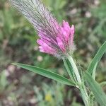 Trifolium purpureum Blomst