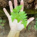 Dryopteris carthusiana برگ