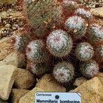 Mammillaria bombycina ᱥᱟᱠᱟᱢ