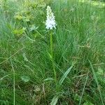 Orchis mascula x Orchis militaris عادت داشتن