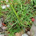 Armeria alpina Leaf