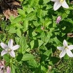 Campanula lactiflora फूल