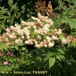 Sorbaria tomentosa Flor