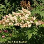 Sorbaria tomentosa Flower