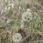 Lomelosia stellata Flor
