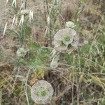 Lomelosia stellata Fleur